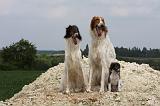 BARZOI 047